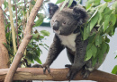 Netter Koala