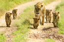Löwin spaziert mit ihren Löwenjungen