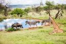 Südafrikanische Tiere
