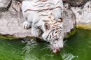 Weißer Tiger Trinkt Wasser