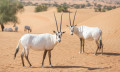 Arabische Oryx