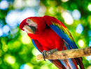 Farbiger Papagei Ara