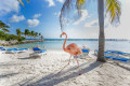 Drei Flamingos auf dem Strand