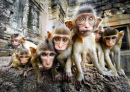 Neugierige Baby-Affen, Lopburi, Thailand