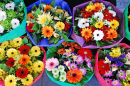Farbige Blumensträuße auf dem Markt