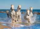 Herde weißer Camargue Pferden