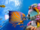 Unterwasser Welt mit Korallen und tropischen Fischen