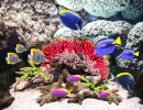 Koralle und Tropische Fische