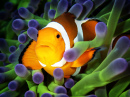 Clownfish auf eine Grünen Anemone