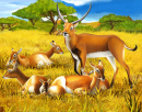 Antilopen in Kenia