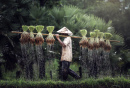Reisanbau in Vietnam