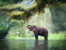 Wilder Elefant, Kanchanaburi, Thailand