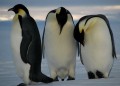 Kaiserpinguine