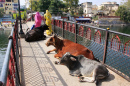 Kühe liegen auf einer indischen Brücke
