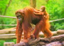 Junger Orangutan auf seiner Mutter