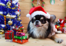 Chihuahua in einem Weihnachtskostüm
