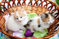 Drei-farbige Kätzchen im Korb