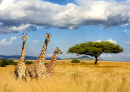 Giraffen im Nationalpark in Kenia