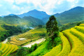 Reisterrassen von Mu Cang Chai, Vietnam