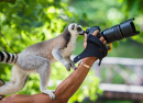 Lemur Fotograf