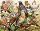 Vintage Zeichnung Europäische Vögel