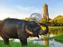 Elefant badet in Ayutthaya, Thailand