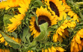 Sonnenblumen