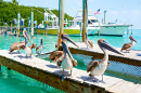 Braunpelikane in Islamorada, Florida Keys