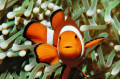 Clownfish in Puerto Galera, Philippinen
