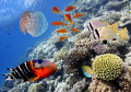 Tropische Fische, Rotes Meer, Ägypten