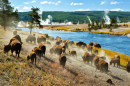 Eine Herde von Bison, Yellowstone-Nationalpark