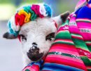 Baby-Lamm in einer peruanischen Decke