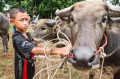 Wasserbüffelrennen Festival, Thailand