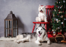 Sibirischer Husky und West Highland Terrier