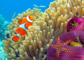 Anemone und ein Clownfish, Koh Tao Insel, Thailand
