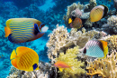Unterwasserlandschaft mit Fischen und Korallen