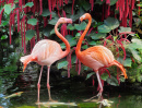 Flamingo Paar