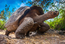 Schildkröte, Galapagos-Inseln