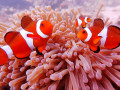 Clownfische, Tioman Insel, Malaysia