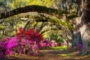 Frühlingsgarten in Charleston South Carolina