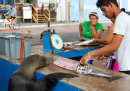 Neugieriger Seelöwe, Fischmarkt Puerto Ayora