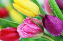 Frühlings-Tulpen
