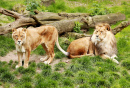 Ein paar Löwen