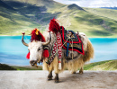 Verzierter weißer tibetanischer Yak