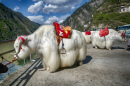 Weiße Yaks in Szechuan, China