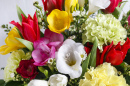 Bouquet von Freesien, Nelken und Tulpen