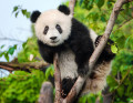 Junger Panda