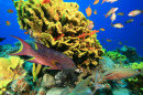 Tropisches Korallenriff