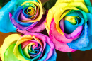 Regenbogen Rosen