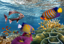 Korallenreef und tropische  Fische